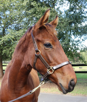 Lot 125: Farnan / Xanadu (NZ)
