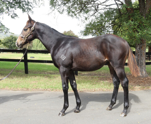 Lot 129: Royal Meeting (IRE) / Yuma Desert