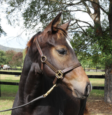 Lot 129: Royal Meeting (IRE) / Yuma Desert