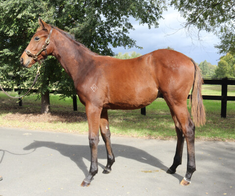 Lot 189: Acrobat / Bulle de Champagne (IRE)