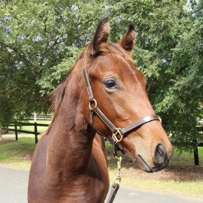 Lot 189: Acrobat / Bulle de Champagne (IRE)