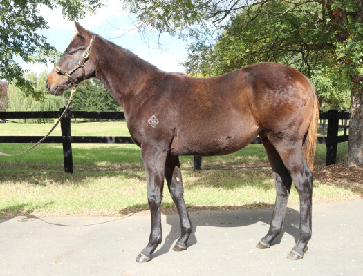 Lot 203: Harry Angel (IRE) / China Road