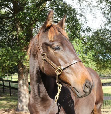 Lot 203: Harry Angel (IRE) / China Road