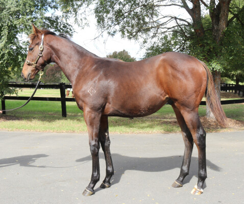 Lot 212: Royal Meeting (IRE) / Consolari