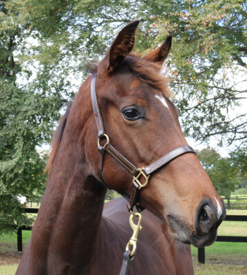 Lot 212: Royal Meeting (IRE) / Consolari