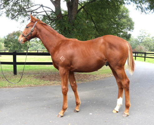 Lot 217: King's Legacy / Cribbage