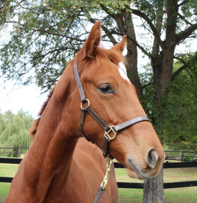 Lot 217: King's Legacy / Cribbage