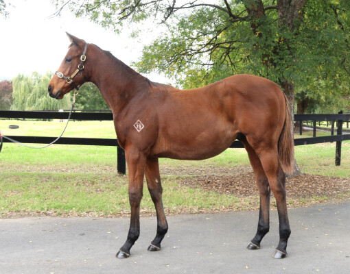Lot 234: Home Affairs / Dragon's Tail