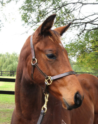 Lot 234: Home Affairs / Dragon's Tail