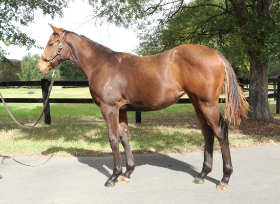 Lot 255: Zousain / Fatal Rendezvous
