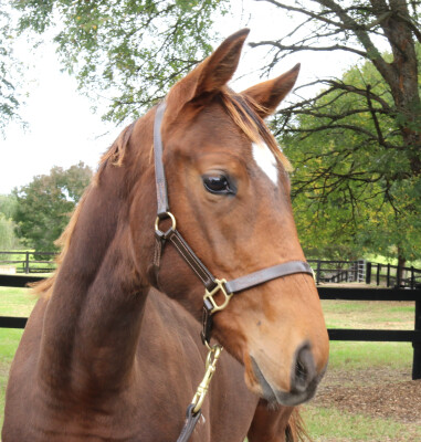 Lot 255: Zousain / Fatal Rendezvous