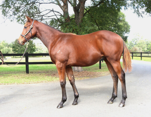 Lot 256: So You Think (NZ) / Fee Dansante (IRE)