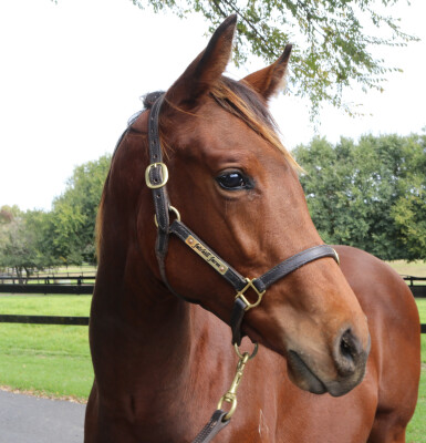 Lot 256: So You Think (NZ) / Fee Dansante (IRE)
