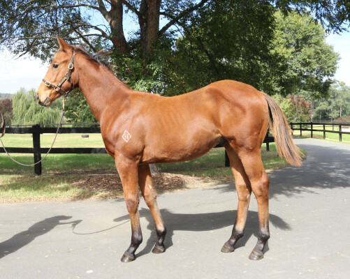 Lot 261: Home Affairs / Fly Lightly