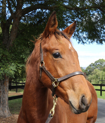 Lot 261: Home Affairs / Fly Lightly