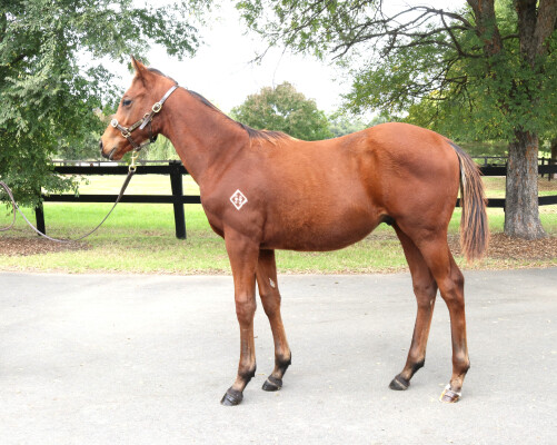 Lot 281: Sword of State / Goldilicious (NZ)