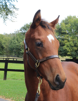 Lot 281: Sword of State / Goldilicious (NZ)
