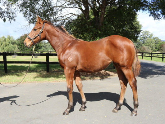 Lot 323: Zousain / Jolie Brise
