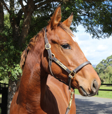 Lot 323: Zousain / Jolie Brise