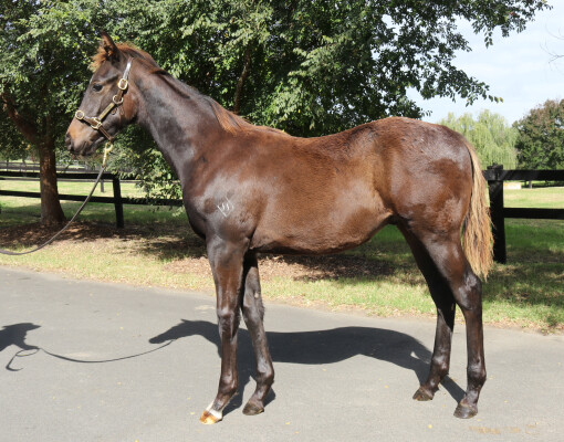 Lot 390: Pride of Dubai / Miss Quaintly