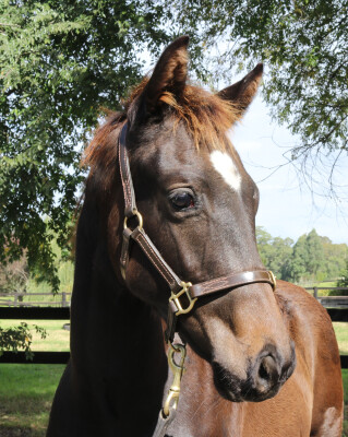 Lot 390: Pride of Dubai / Miss Quaintly