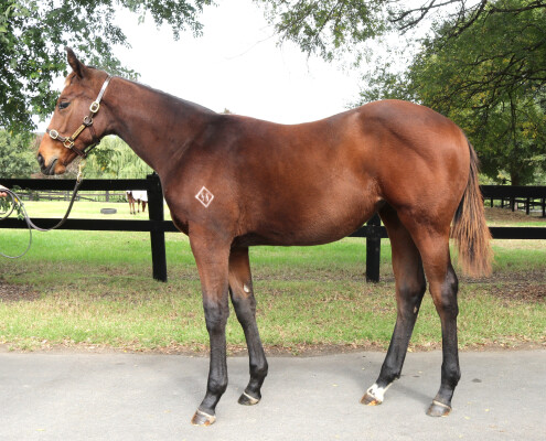 Lot 408: Acrobat / My Chicharita (NZ)