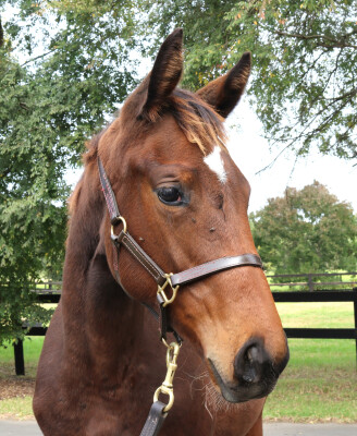 Lot 408: Acrobat / My Chicharita (NZ)