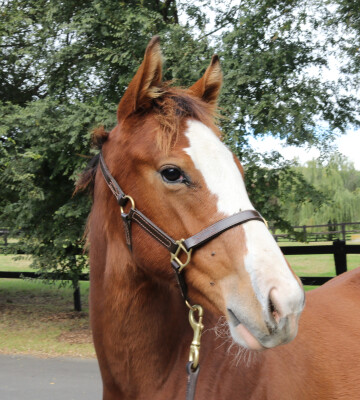 Lot 411: Farnan / My Sanctuary (GB)