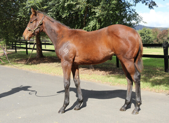 Lot 470: Jacquinot / Pure Class (NZ)