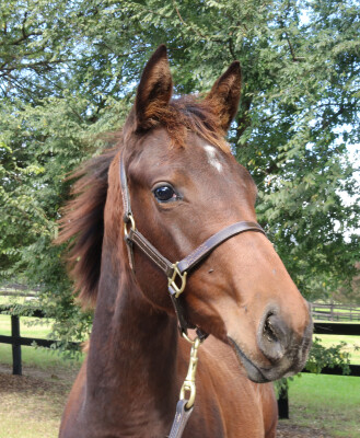 Lot 470: Jacquinot / Pure Class (NZ)