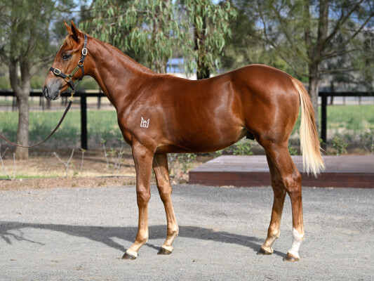 Lot 29: State of Rest (IRE) / Sizzling Belle