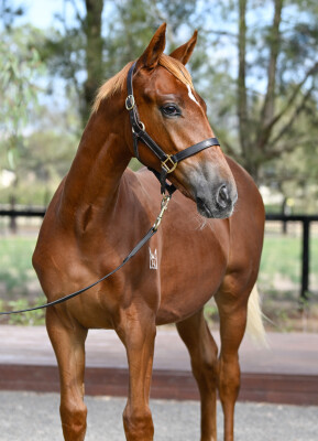 Lot 29: State of Rest (IRE) / Sizzling Belle