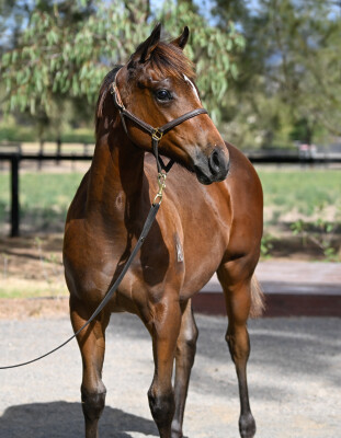 Lot 121: Cosmic Force / Woburn Abbey