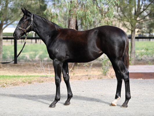Lot 165: Brutal (NZ) / Aunt Mimi