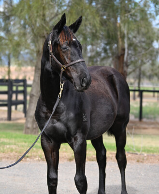 Lot 165: Brutal (NZ) / Aunt Mimi