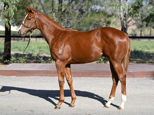 Lot 166: Capitalist / Aureus Angel