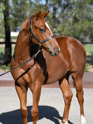 Lot 166: Capitalist / Aureus Angel