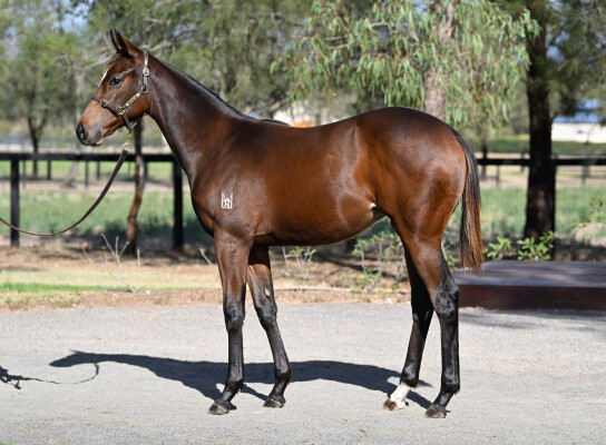 Lot 226: King's Gambit / Decorous (GB)