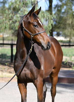 Lot 226: King's Gambit / Decorous (GB)