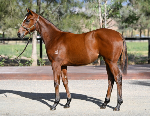 Lot 333: In the Congo / Killarney Kiss (NZ)