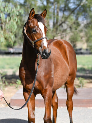 Lot 333: In the Congo / Killarney Kiss (NZ)