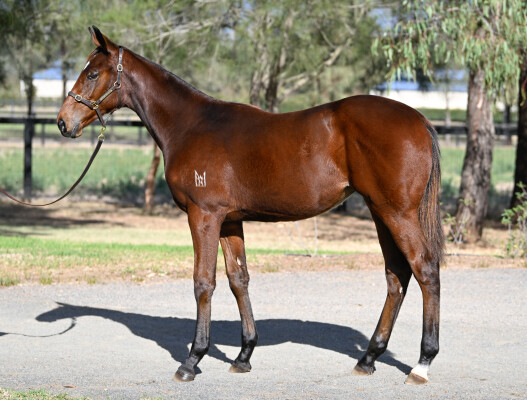 Lot 353: State of Rest (IRE) / Left Reeling (NZ)