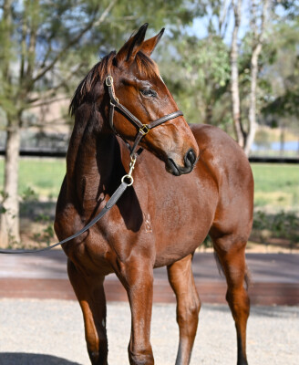 Lot 353: State of Rest (IRE) / Left Reeling (NZ)