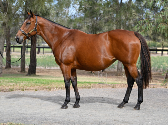Lot 112: Hinchinbrook / Quipster