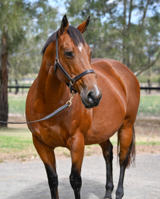 Lot 112: Hinchinbrook / Quipster