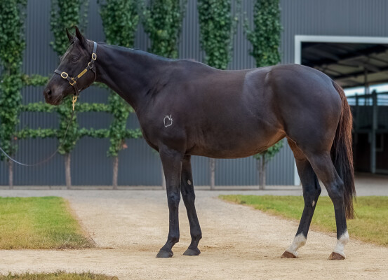 Lot 95: Frankel (GB) / This Time Bridie
