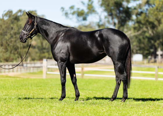 Lot 98: Ocean Park (NZ) / Strada Cavallo (NZ)