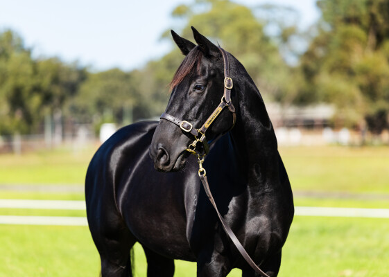 Lot 98: Ocean Park (NZ) / Strada Cavallo (NZ)