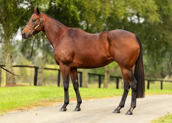 Lot 12: Wandjina / Before Time