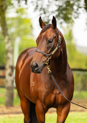 Lot 12: Wandjina / Before Time